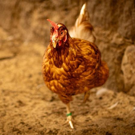 Urlaub Auf Dem Bauernhof Hedwigshoehe Hohnstein Esterno foto