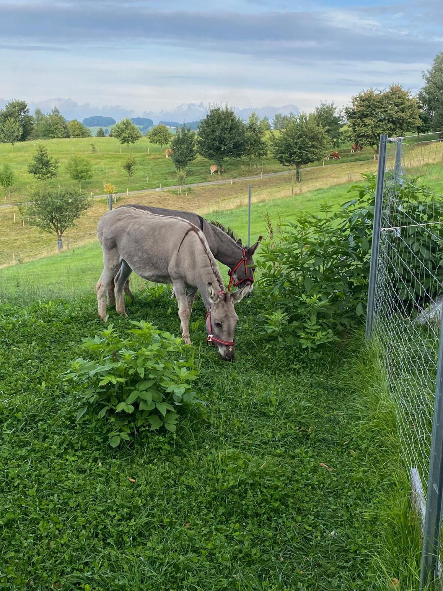 Urlaub Auf Dem Bauernhof Hedwigshoehe Hohnstein Esterno foto
